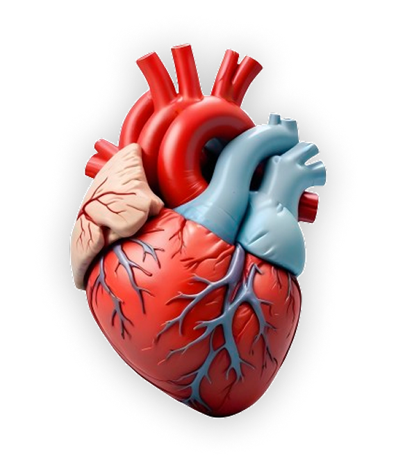 Heart Model